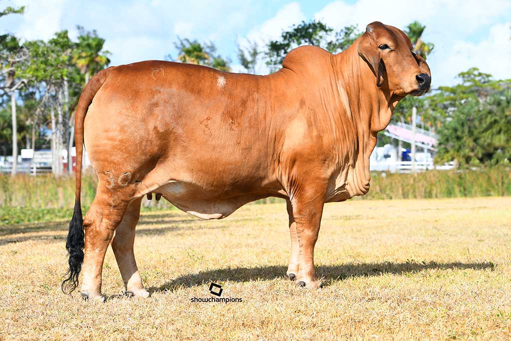 cattle range brahman bull texas