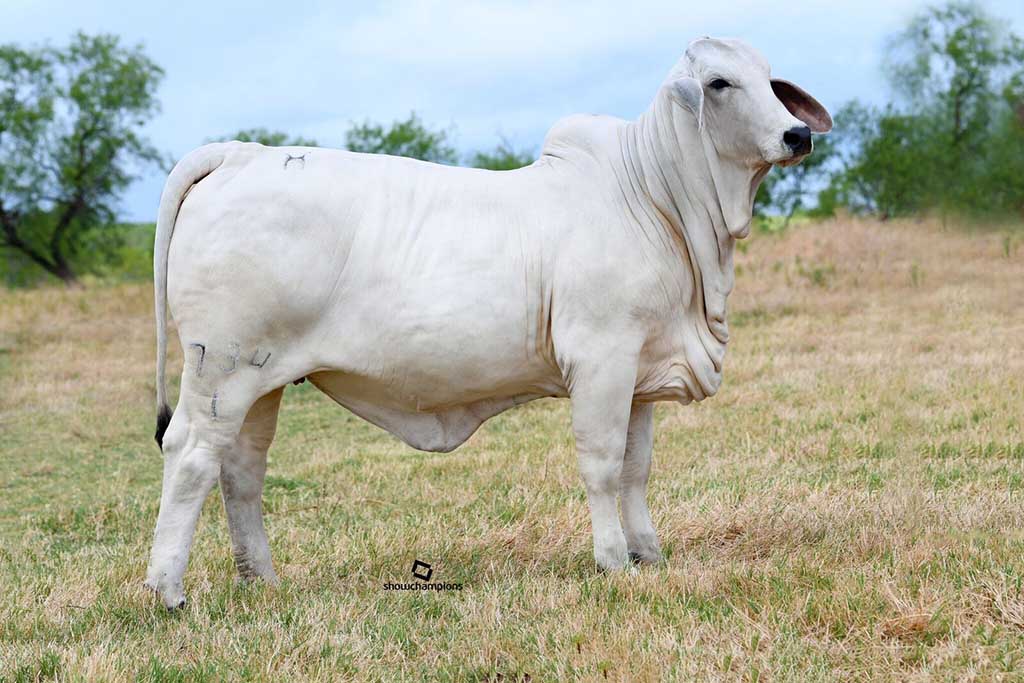 Polled Brahman Cattle for Sale in Texas - Moreno Ranches