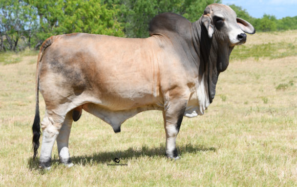 Gray Brahman Sire Bulls For Sale - Superior Cattle Stock