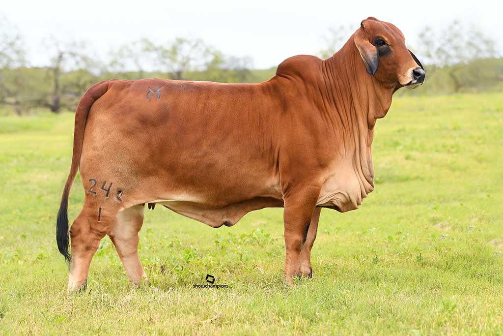 Moreno Ranches Brahman Cows Are Great Replacement Females!