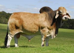 Brahman Bulls