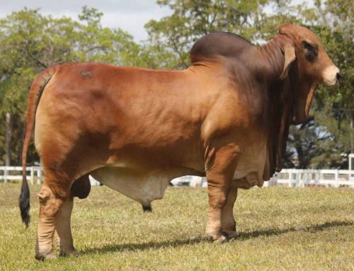 Statement on Brahman Cattle for Export