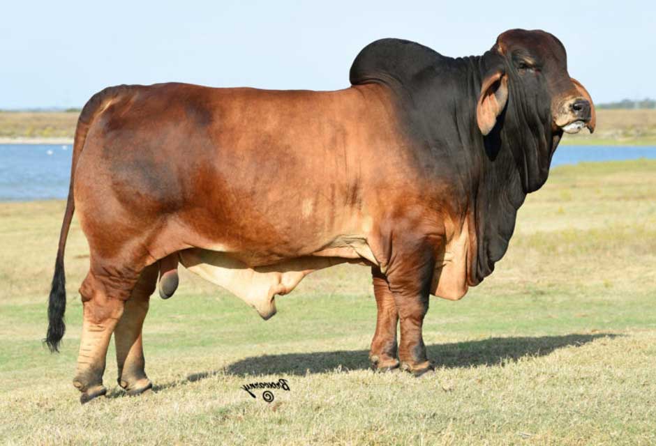 Brahman Bulls for Sale in Texas and Florida