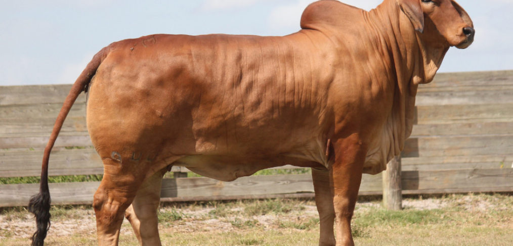 Brahman Heifers for Sale