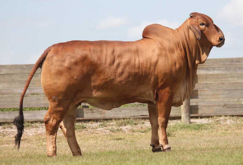 The Advantages of Brahman Heifers and their Dispositions
