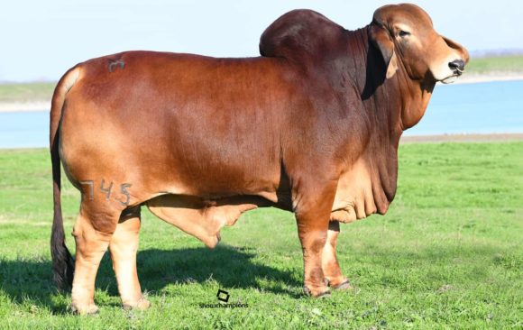 Red Brahman Sire Bulls For Sale - Superior Cattle Stock