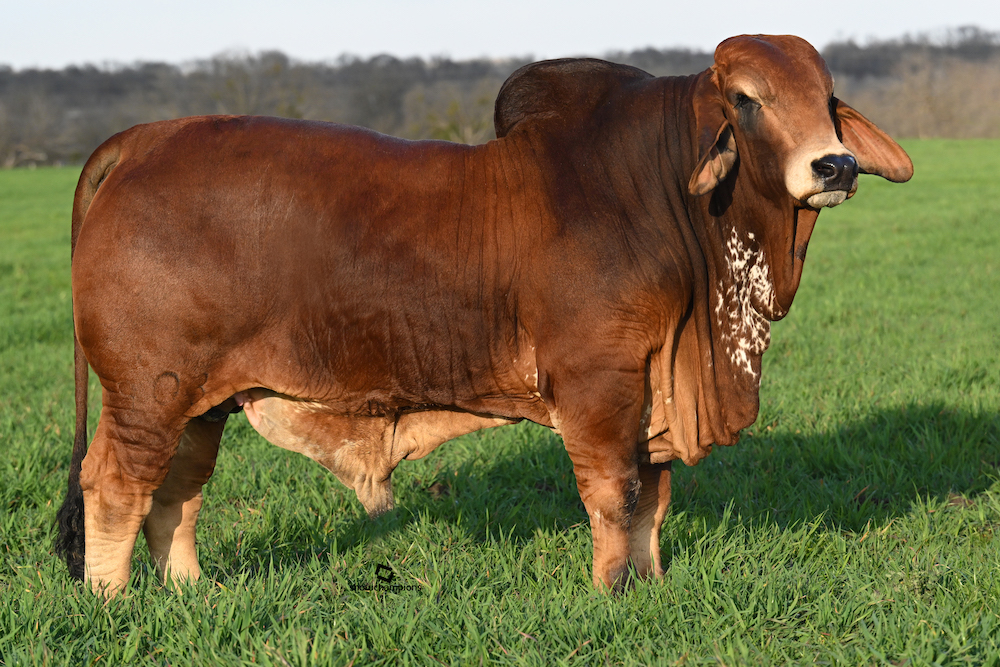 Red Brahman for sale texas