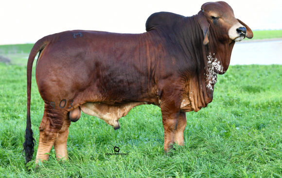 Red Brahman Sire Bulls For Sale - Superior Cattle Stock