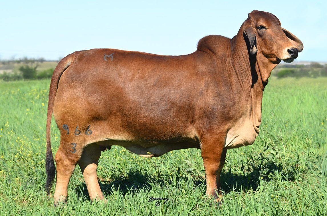MORENO MS. LADY RIKA 966/3