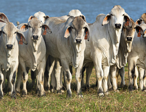 The Benefits of Brahman Cattle: 5 Reasons Why You Should Own this Breed