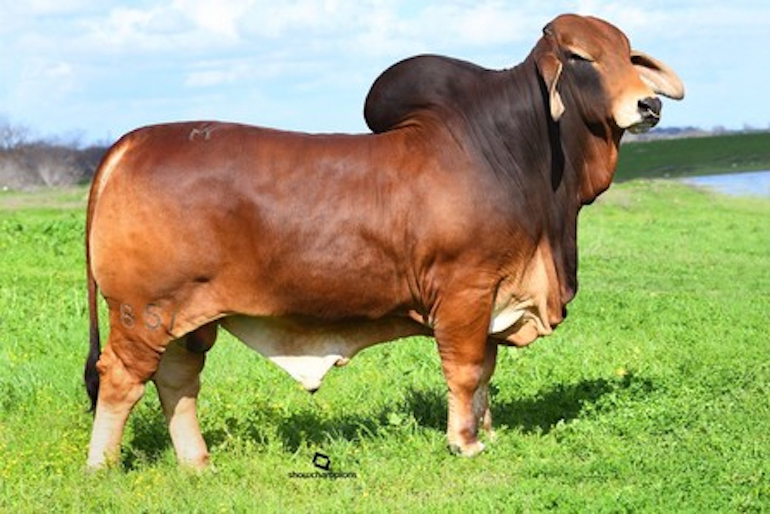 Red Brahman for sale Texas