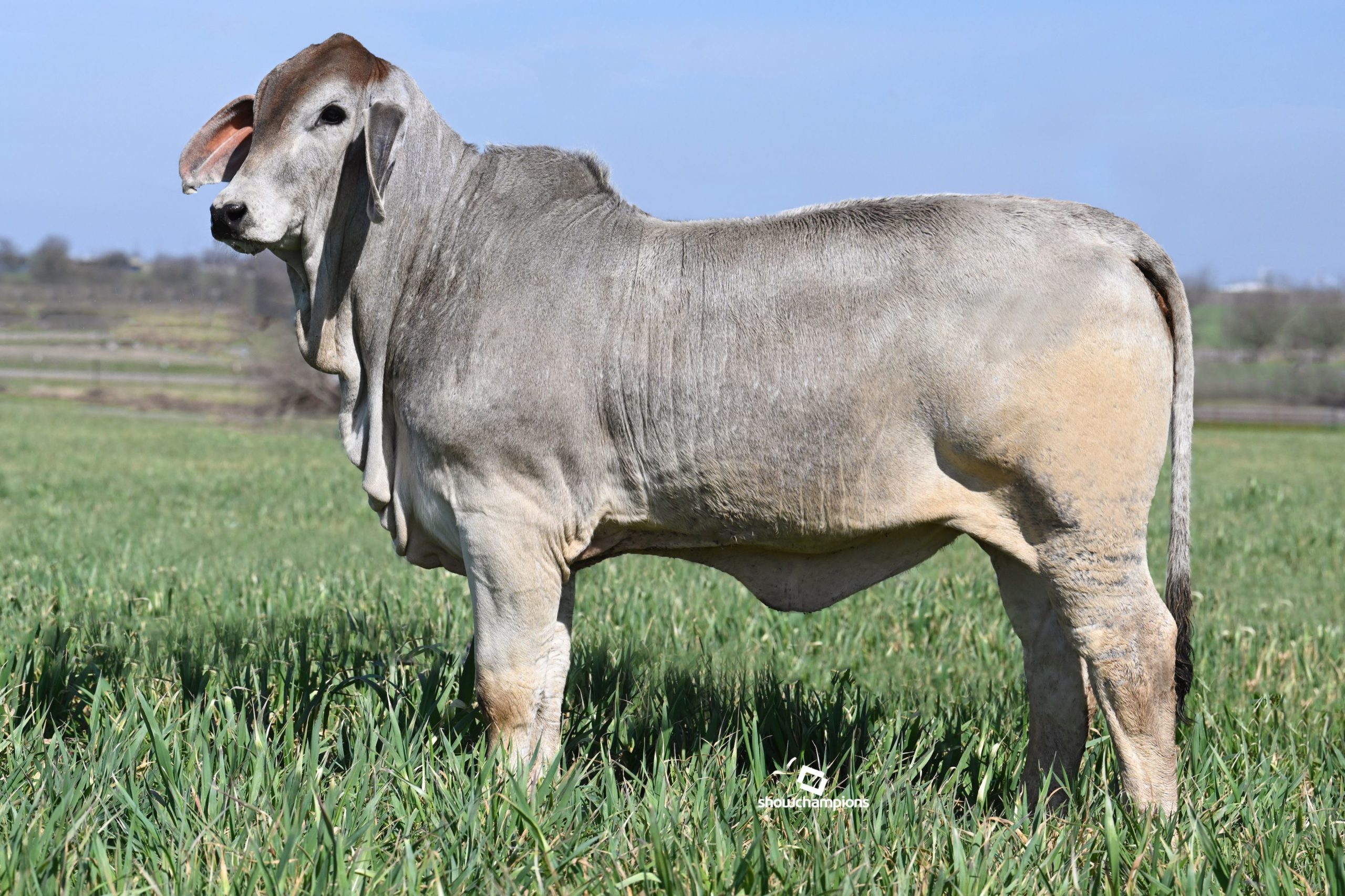 Mrs. Lucky Crickett 112/2 x Mr. 4F Polled Ice Man 3/6 (P) Embryos – England  Cattle Co.