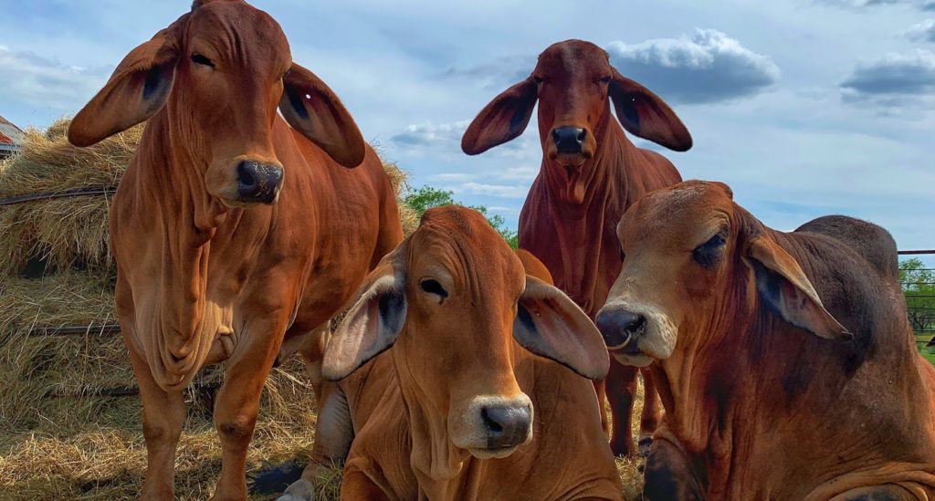 Red Brahman Cattle for sale in texas