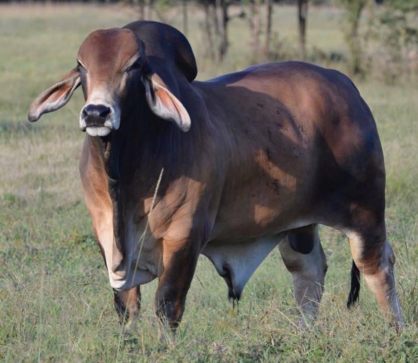 Polled Brahman Cattle Texas