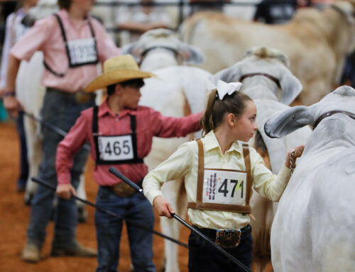 LIVE BRAHMAN: THE 2021 ALL-AMERICAN NATIONAL JUNIOR BRAHMAN CATTLE SHOW