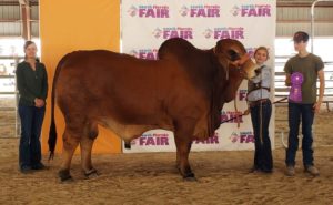 Red Brahman Cattle in Texas