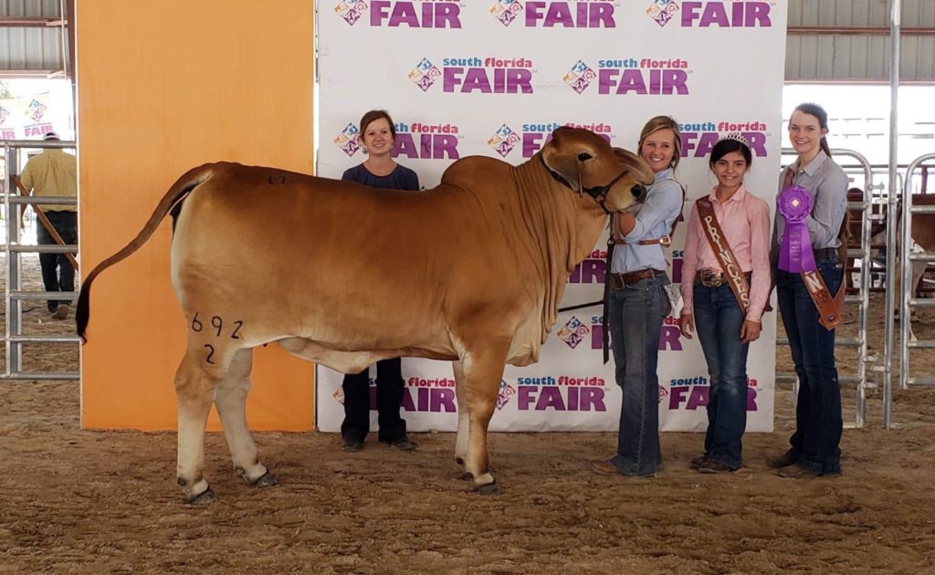 Red Brahman Cattle for sale in texas