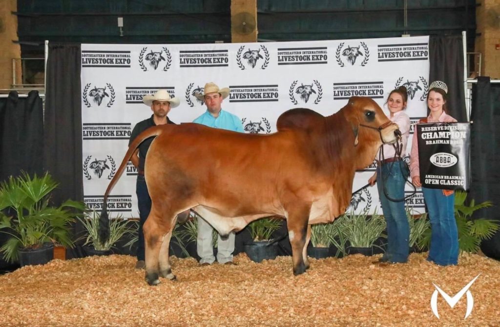 red brahman cattle for sale in texas