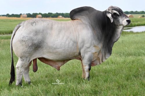 Polled Brahman Cattle for Sale in Texas