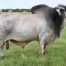 Polled Brahman Cattle for Sale in Texas