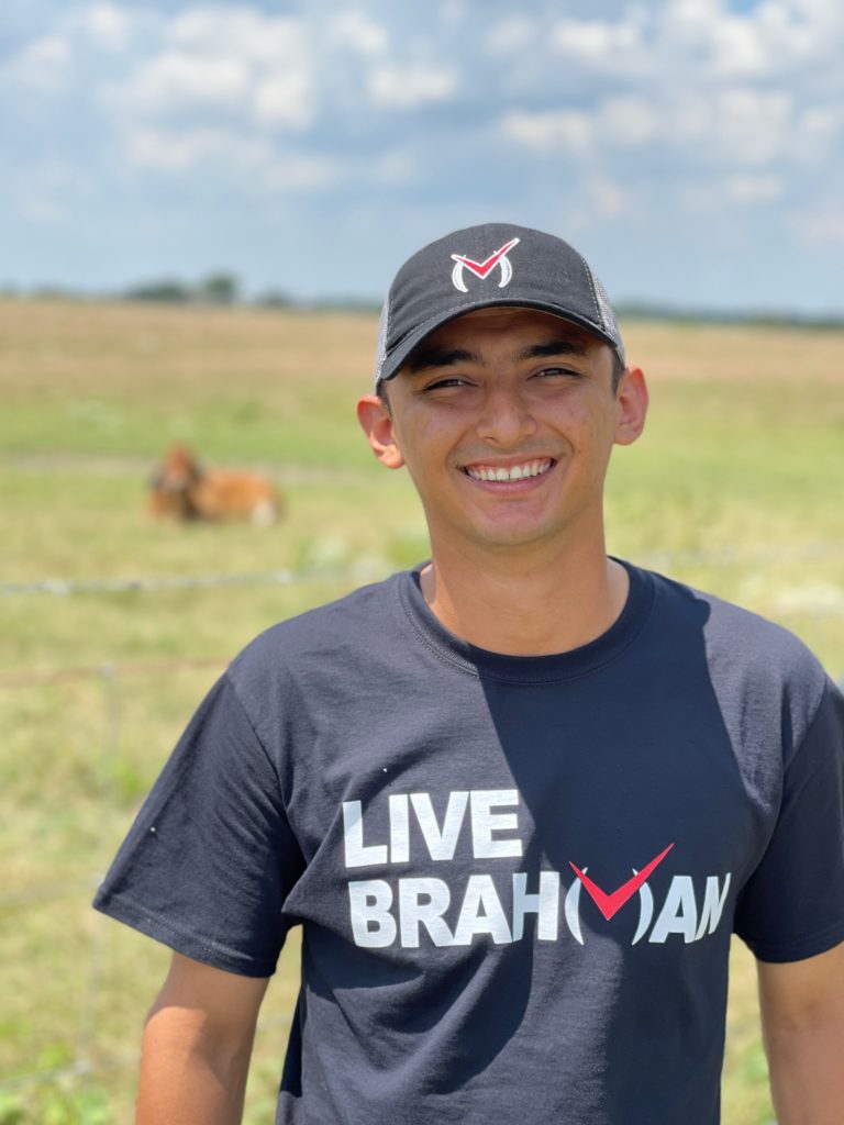 Brahman cattle for sale in Texas