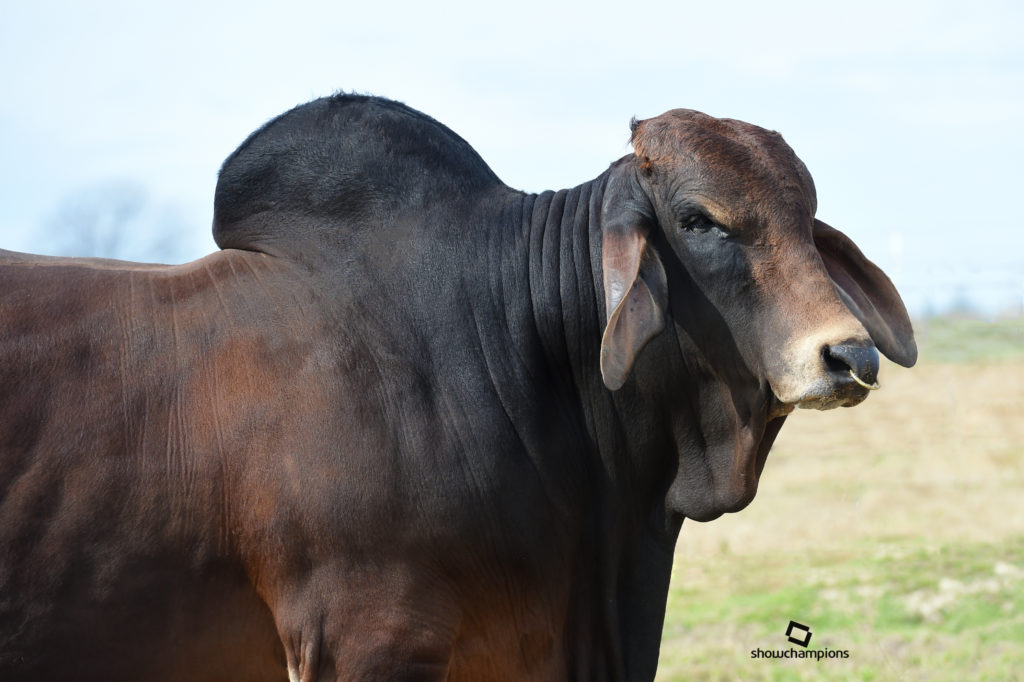 Brahman Bulls for Sale in Texas
