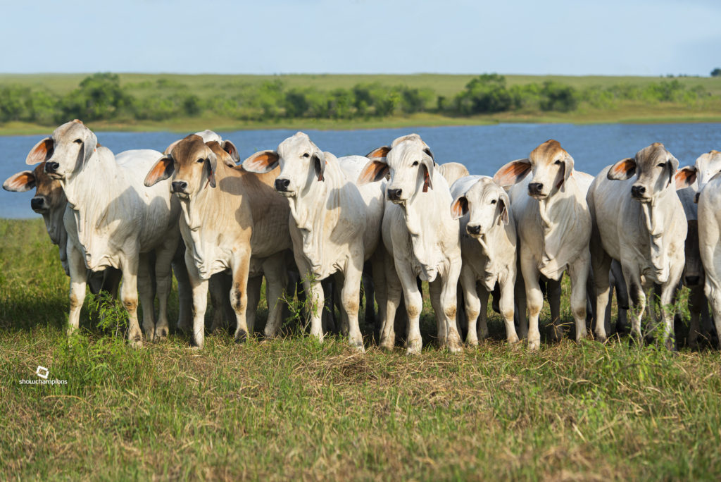 Brahman cattle for sale in Texas