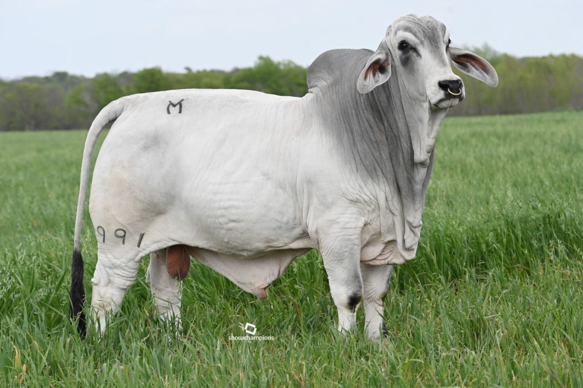 Gray Brahman Cattle For Sale In Texas Buy Bulls And Heifers 3295