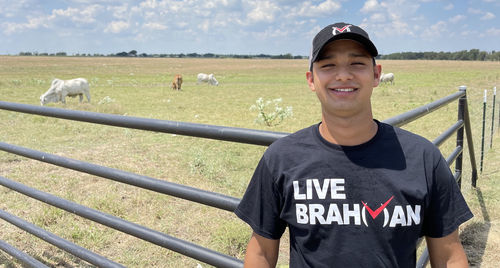 Brahman Cattle for sale in texas
