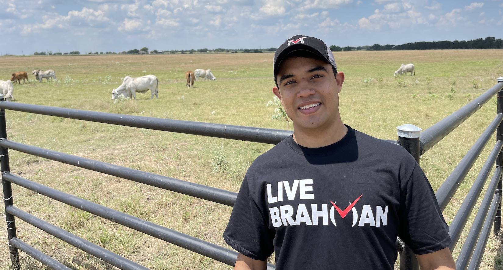 Brahman cattle for sale texas