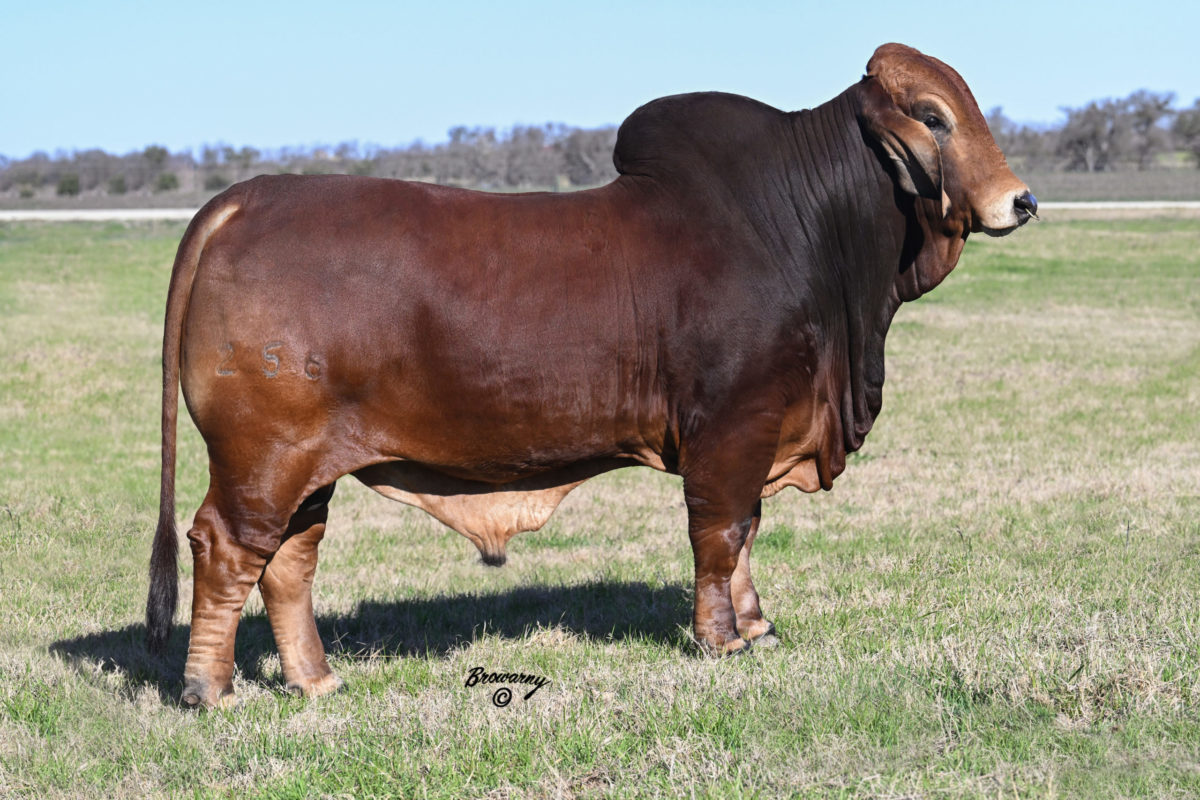 SRS JOSEY WALES 256 - Moreno Ranches