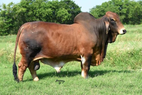 Brahman Cattle For Sale