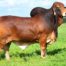 Brahman Cattle For Sale