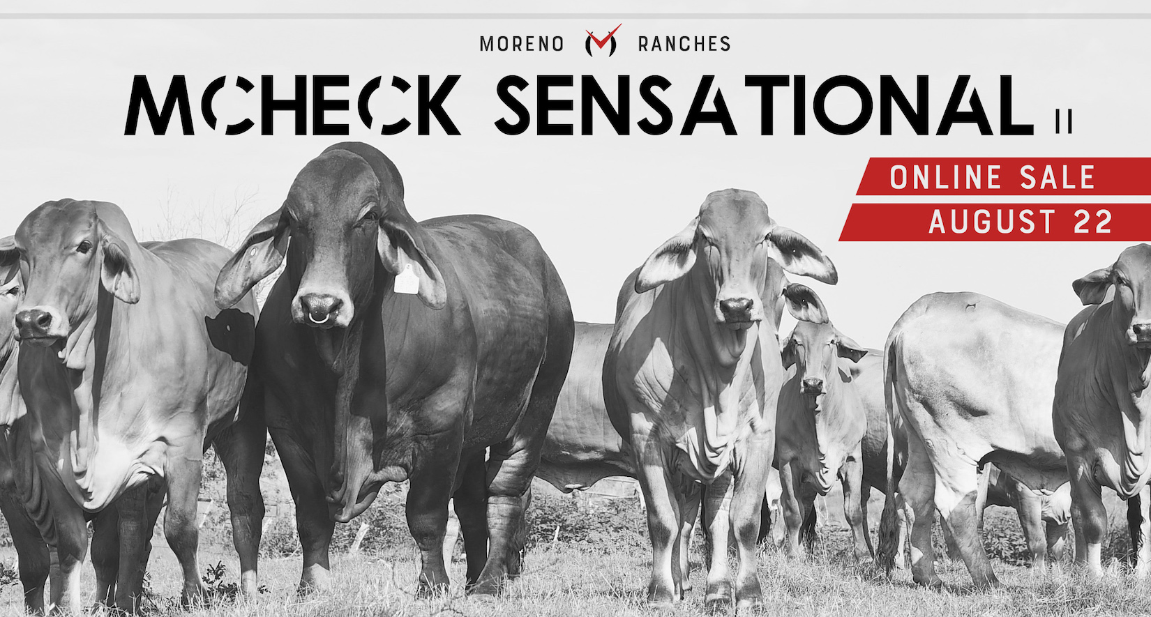 Mcheck Sensational II Online Sale: Celebrating the Distinction of Brahman Seedstock on August 22