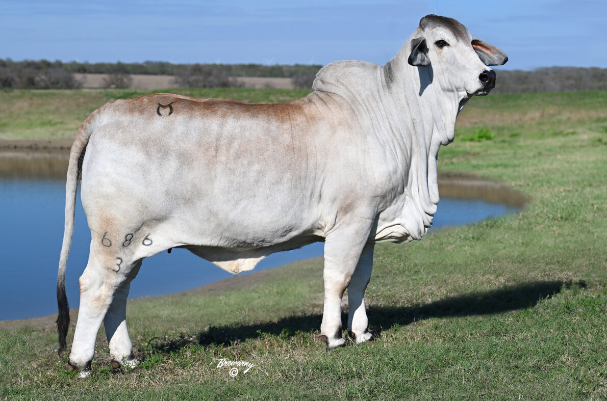 MORENO MS. LADY SOFIA 686/3