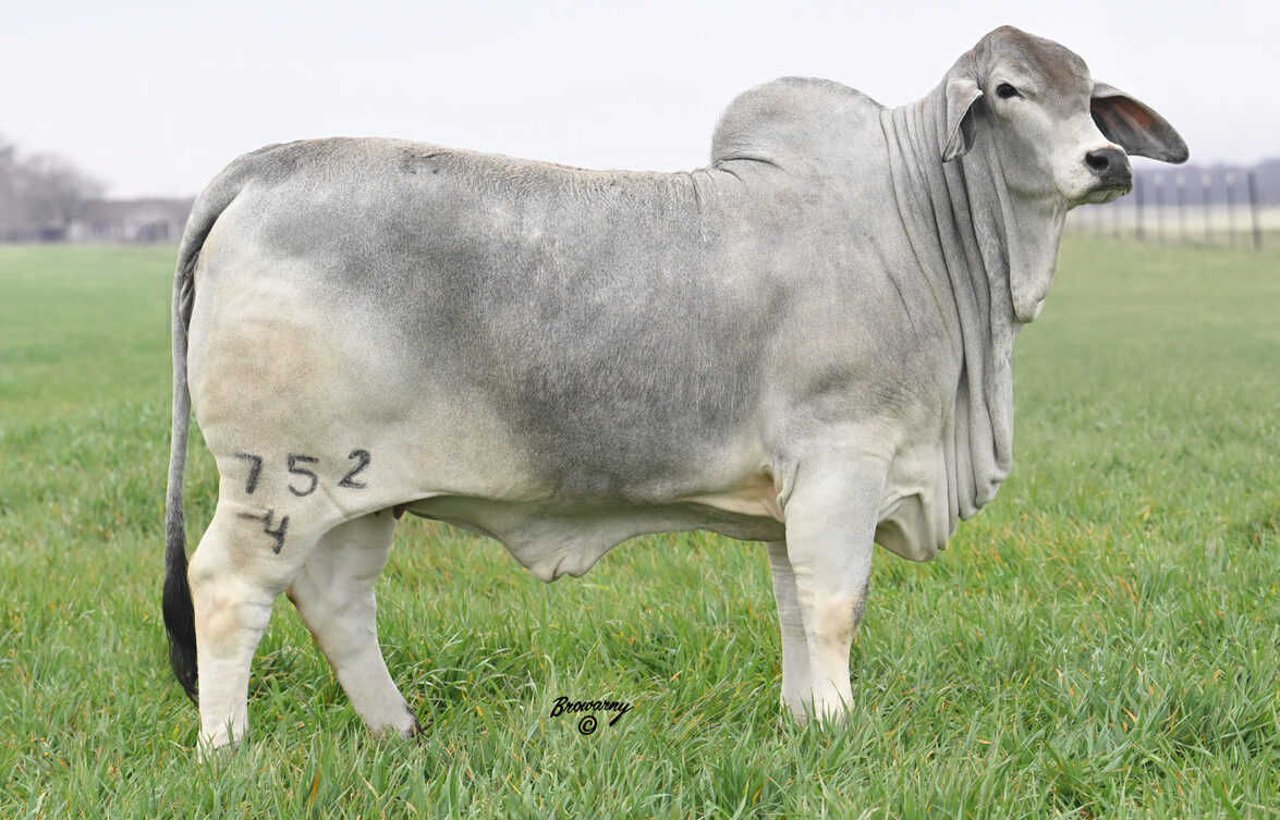 MORENO MS. LADY POLLED SPARK 752/4