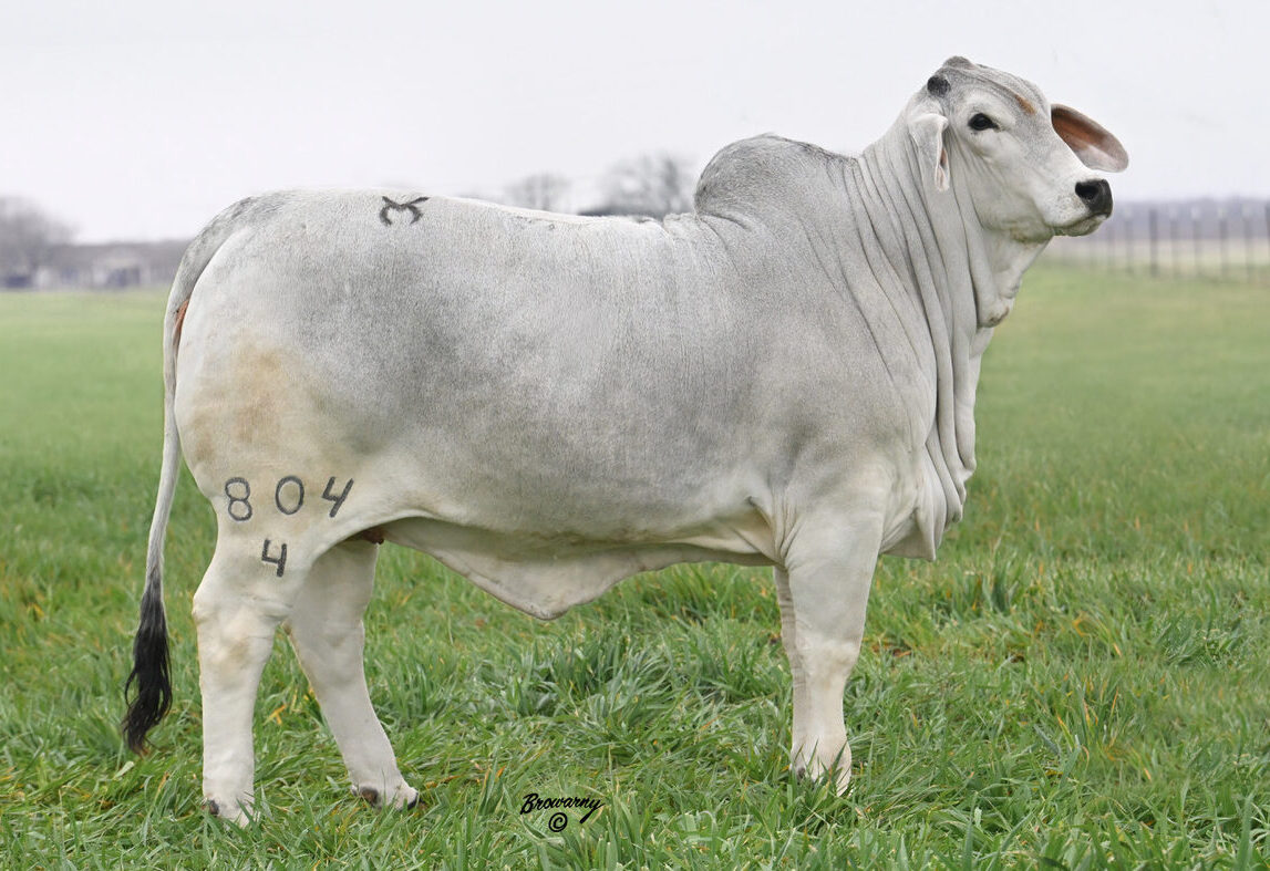 MORENO MS. LADY POLLED HAILIE 804/4