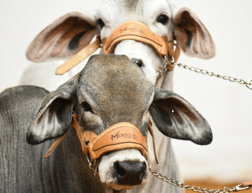 Halter Breaking Your Mcheck Brahman Calves