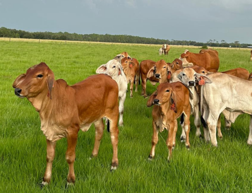 Early Nutrition in Brahman Calves: Building Long-Term Performance