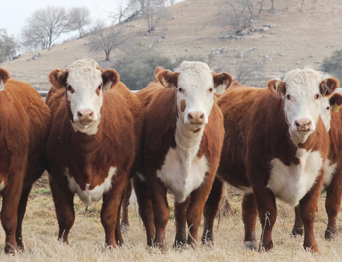 Moreno Ranches Launches Hereford Division with Elite Acquisition: Offering Herefords for Sale in Texas and Advancing Hereford Brahman F1 Females for 2026