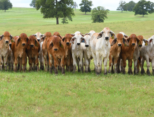 Moreno Ranches Genetics Continue to Expand Across the Globe
