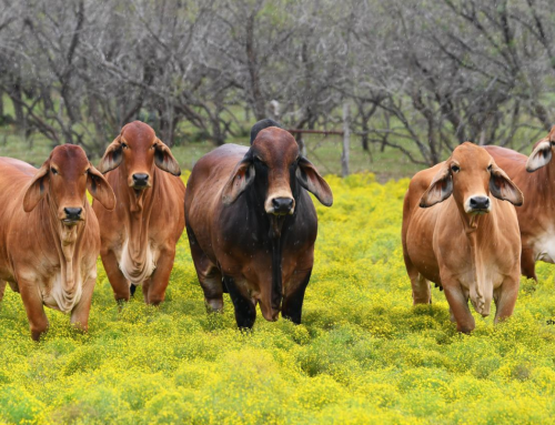 La Longevidad: El Motor Oculto de la Rentabilidad en las Hembras Brahman