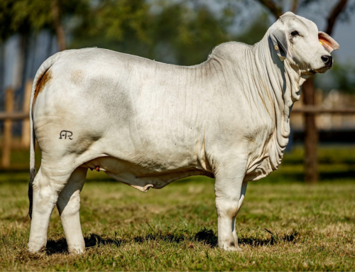 +MORENO MR. POLLED KYROS 571 CONTINUES TO PROVE HIS GLOBAL IMPACT